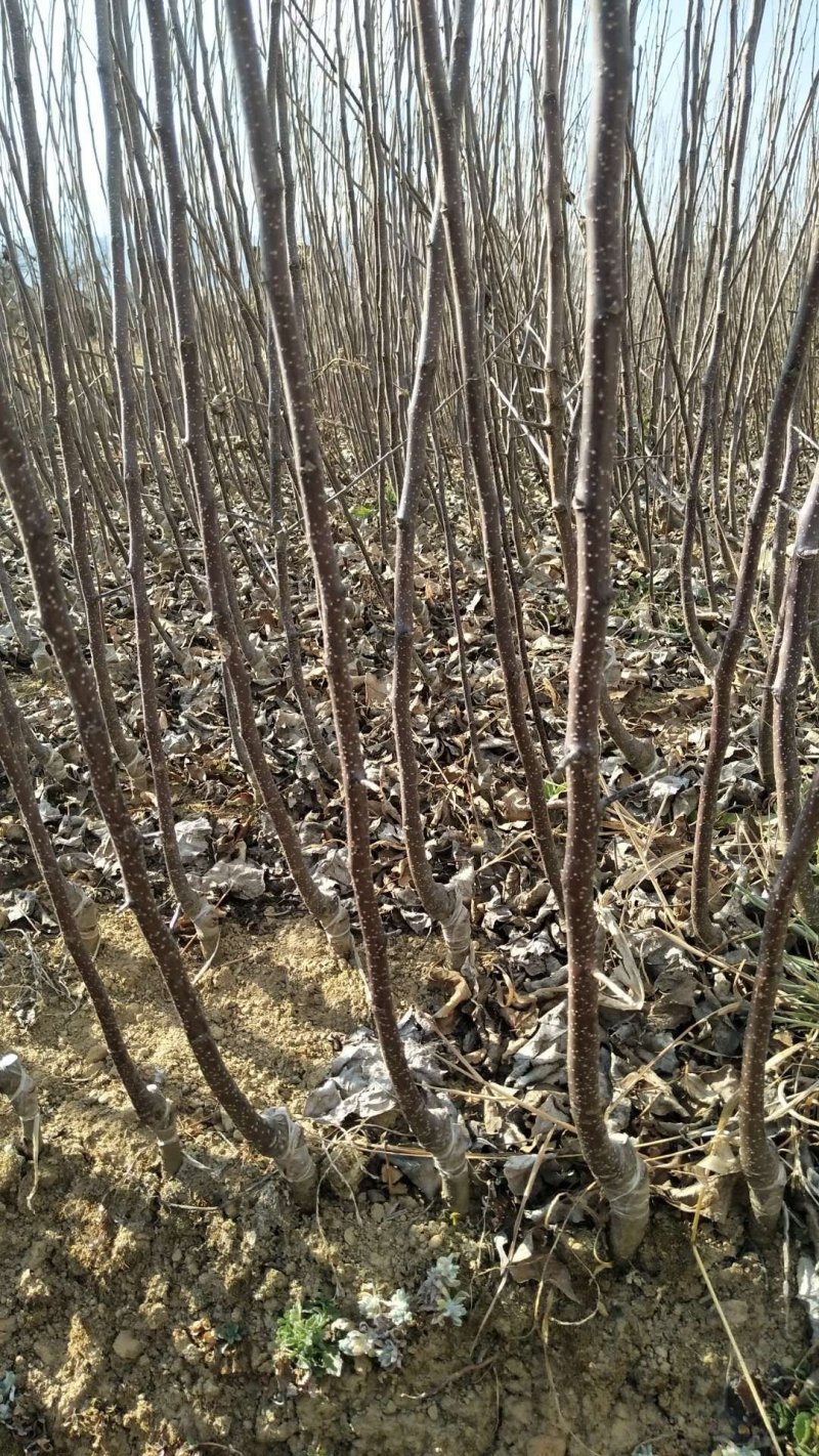 云南苹果苗糖心富士，华硕苹果苗欢迎选购