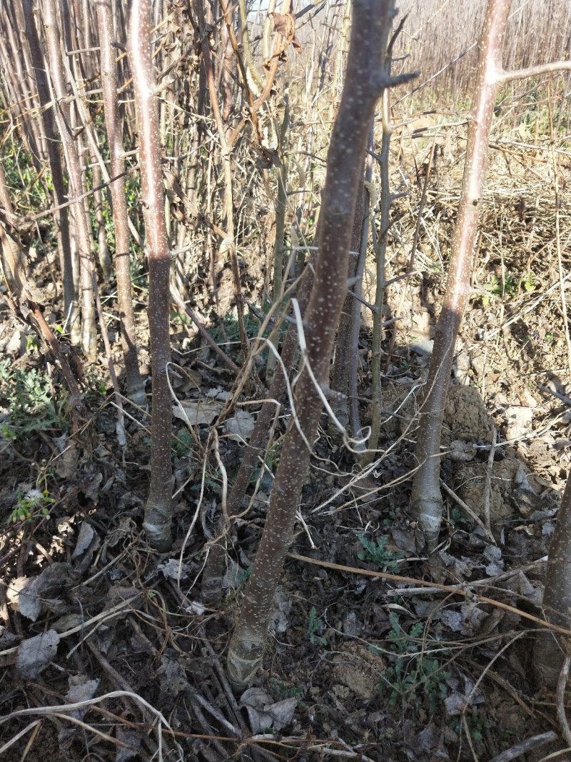 云南苹果苗糖心富士，华硕苹果苗欢迎选购