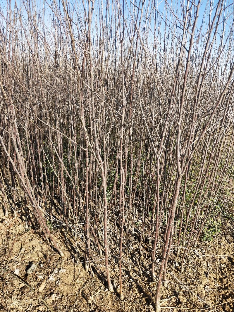 云南苹果苗糖心富士，华硕苹果苗欢迎选购