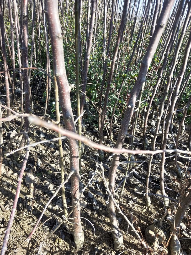 云南苹果苗糖心富士，华硕苹果苗欢迎选购