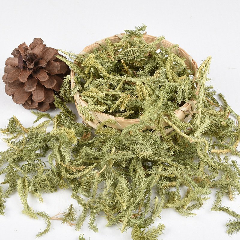 伸筋草供应上千种中药材