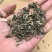 豨莶草豨签草供应上千种中药材