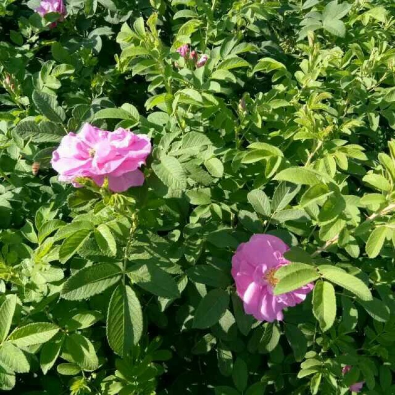 云南玫瑰玫瑰苗月季苗丰花月季食用玫瑰种苗