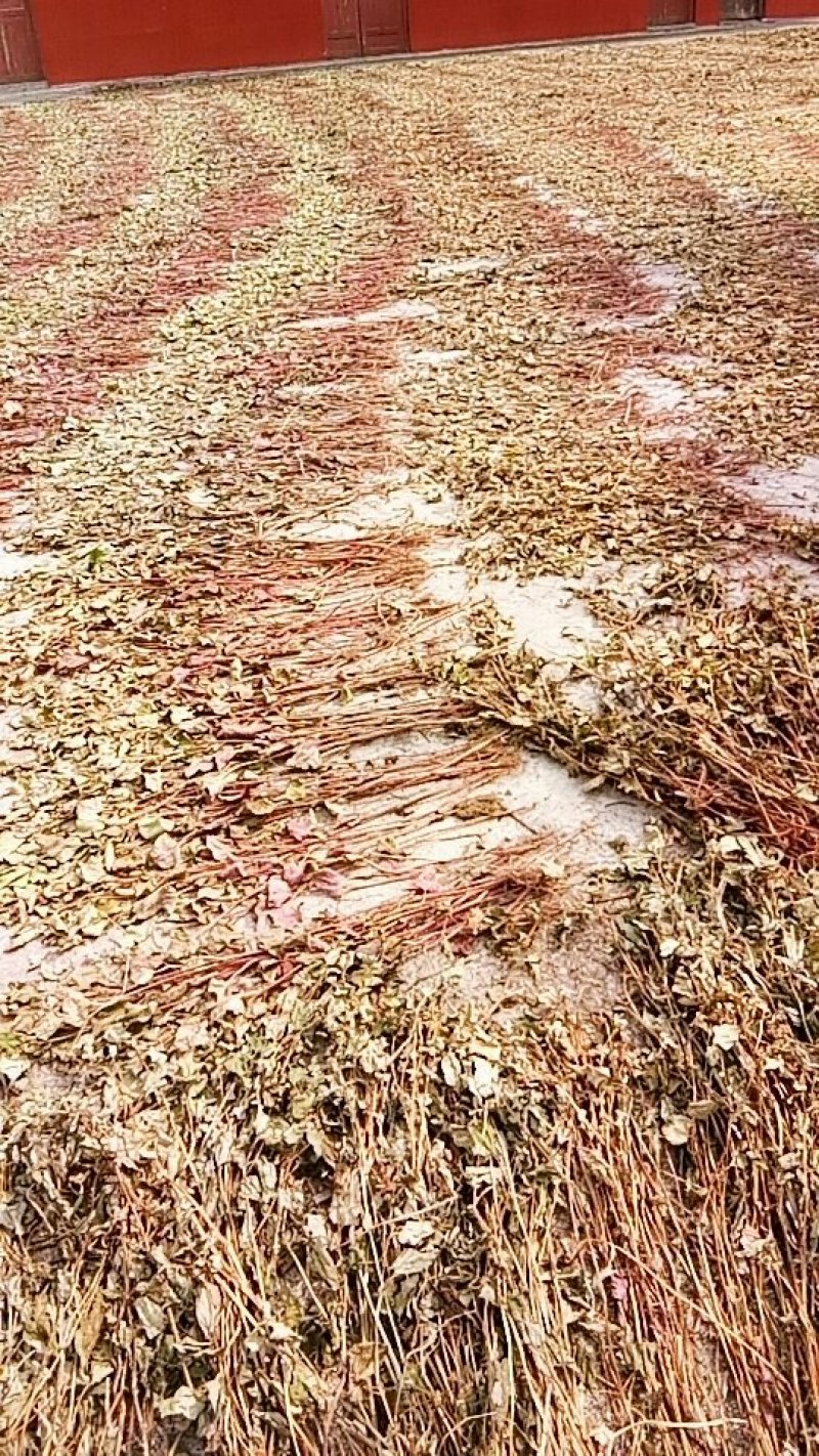野生鱼腥草种根，折耳根种根新鲜现挖现发。