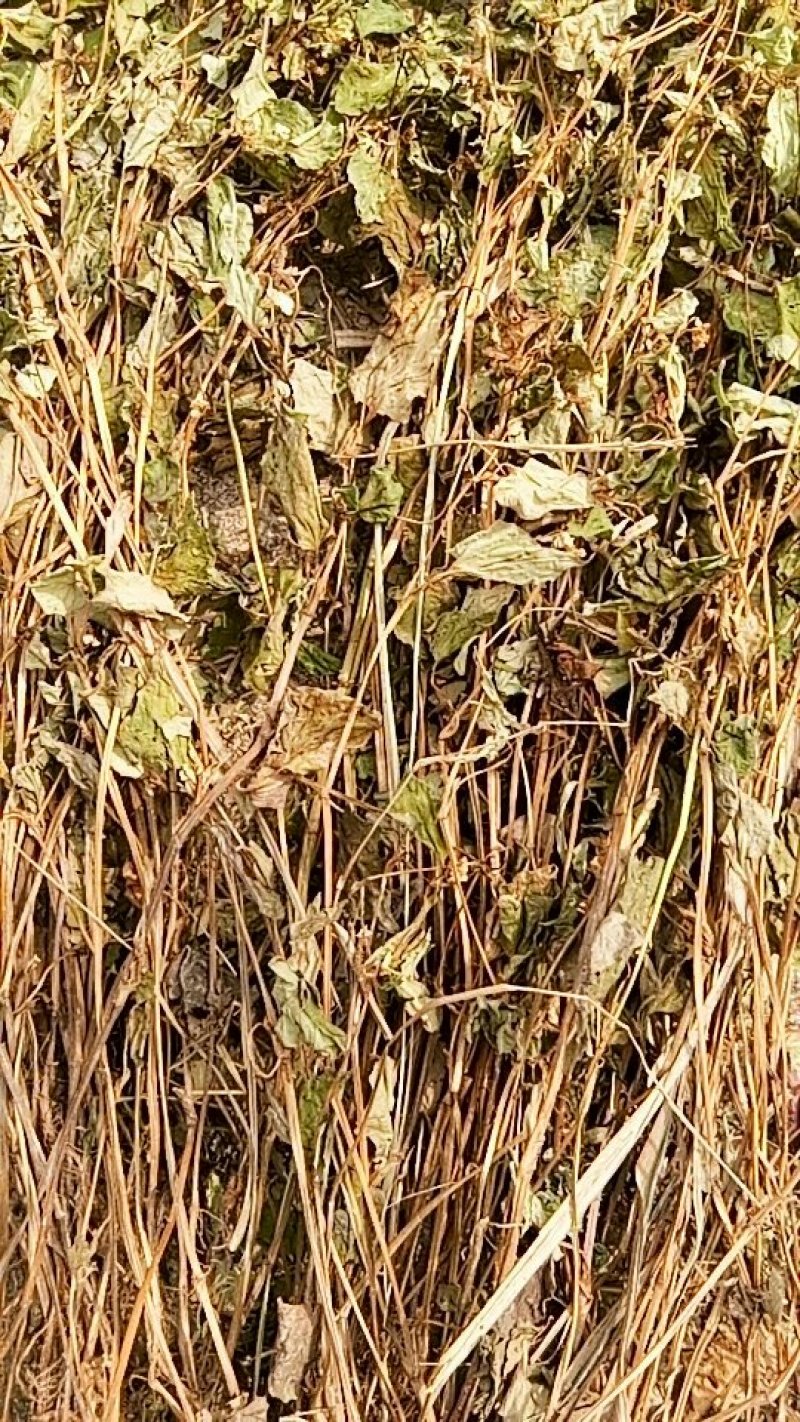 野生鱼腥草种根，折耳根种根新鲜现挖现发。