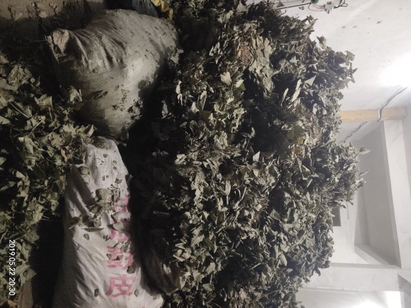 大叶淫羊藿