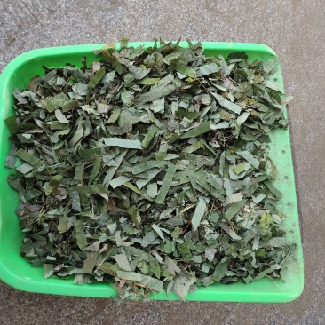 大叶淫羊藿