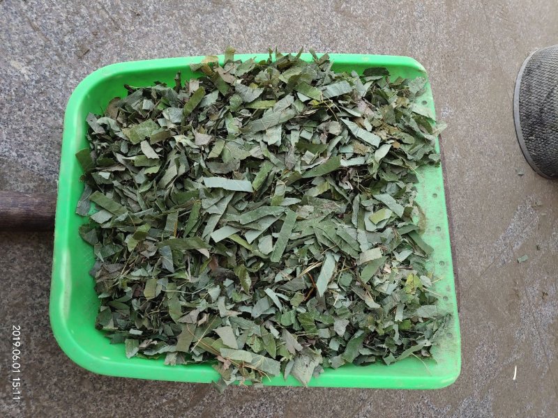 大叶淫羊藿