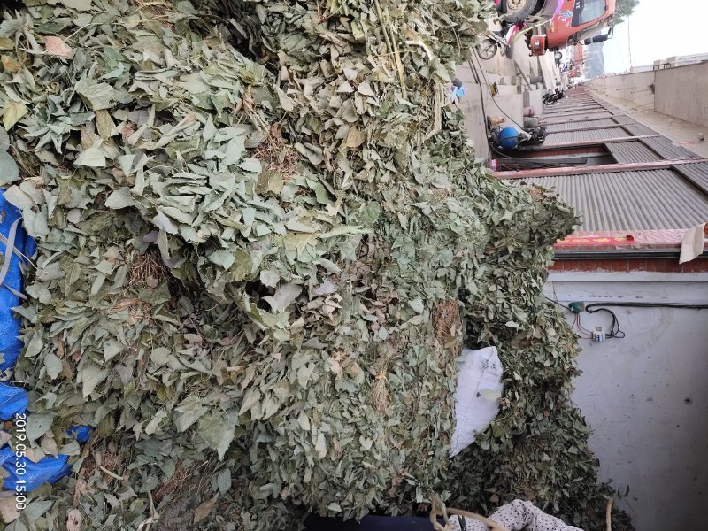 大叶淫羊藿