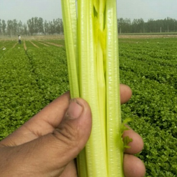 法国皇后芹菜欢迎光临指导