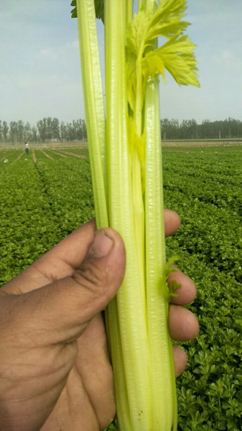 法国皇后芹菜欢迎光临指导