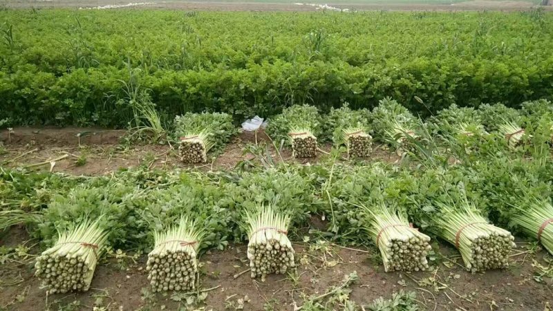 法国皇后芹菜欢迎光临指导