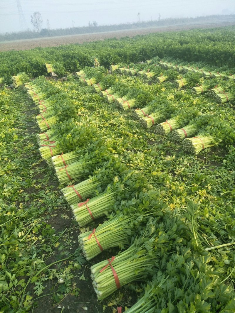 法国皇后芹菜欢迎光临指导