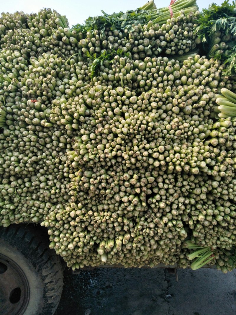 法国皇后芹菜欢迎光临指导
