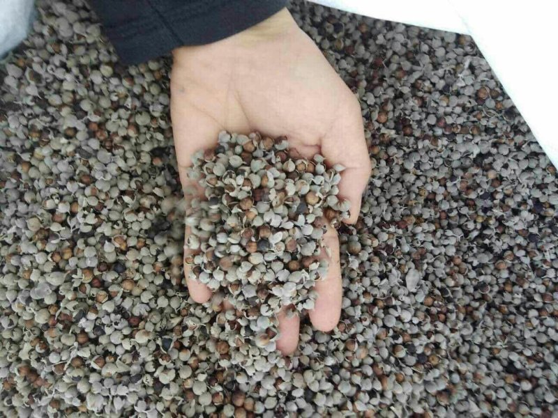 蔓荊子