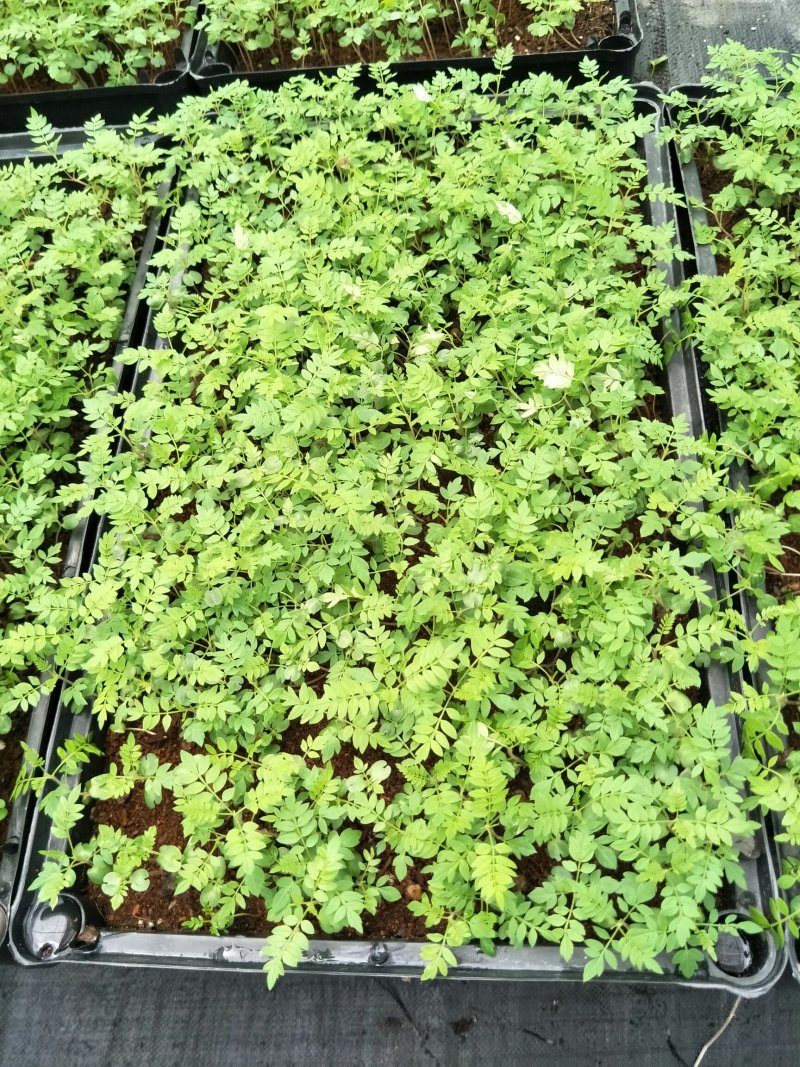 蓝花楹蓝雾树庭院园林绿化观花树种净化空气美观