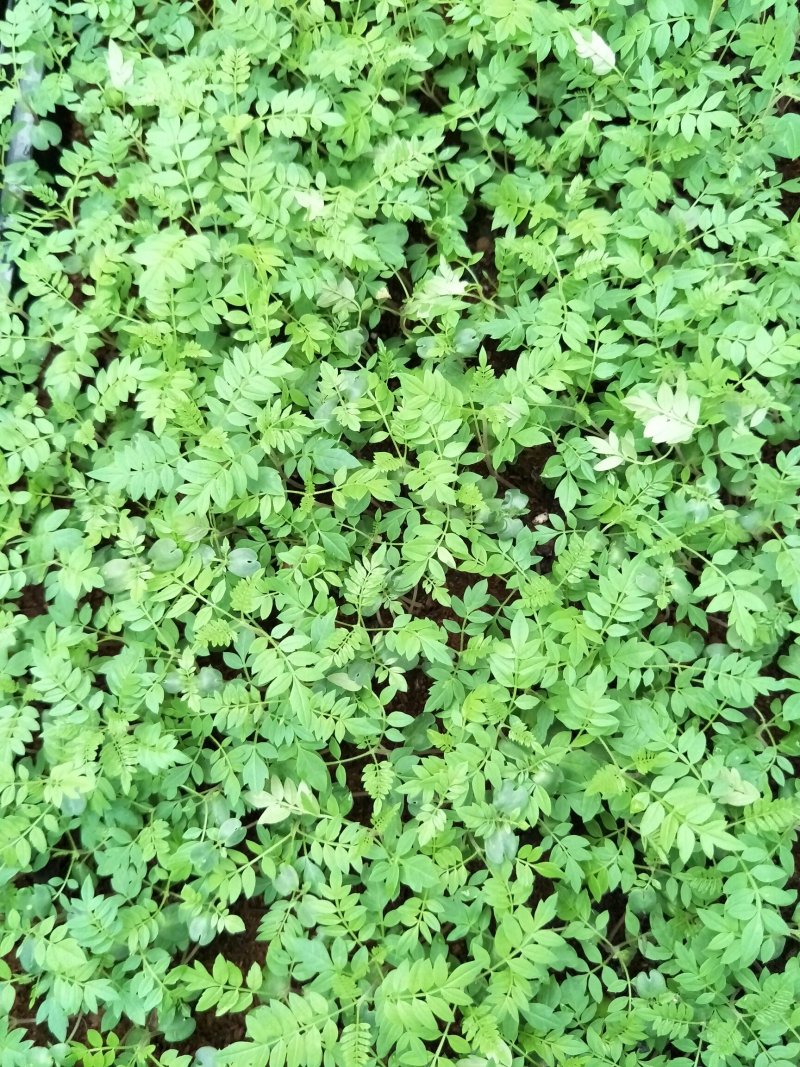 蓝花楹蓝雾树庭院园林绿化观花树种净化空气美观
