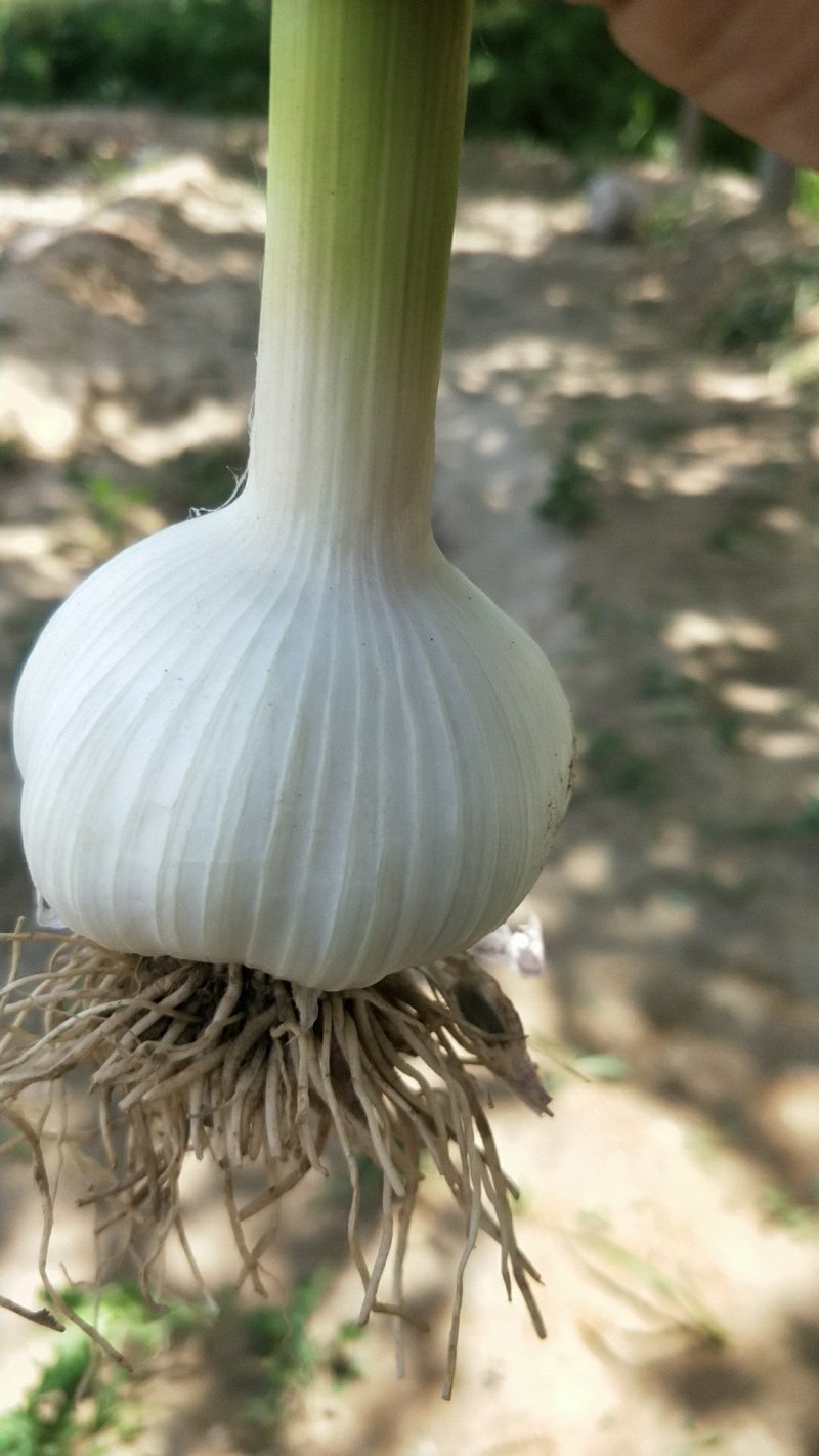 大蒜，山东种植基地，紫皮杂交蒜，可种可吃产地直发全国发