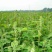 纯新牛膝籽牛膝种子无尘无杂好芽率