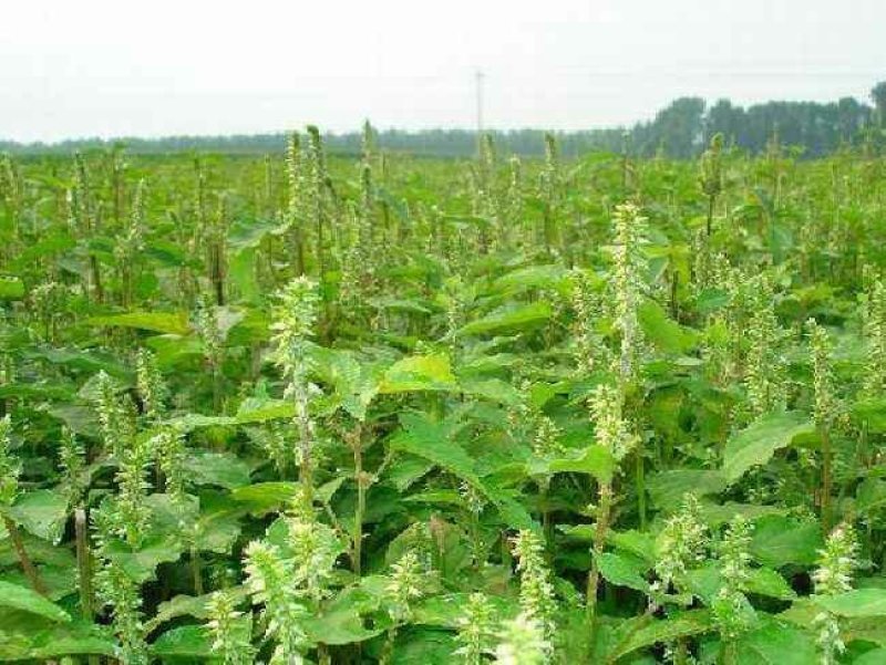 纯新牛膝籽牛膝种子无尘无杂好芽率