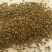 纯新牛膝籽牛膝种子无尘无杂好芽率