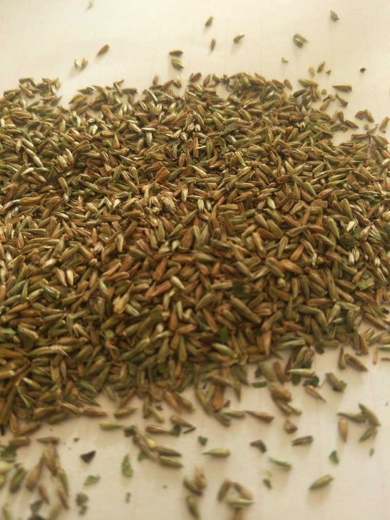 纯新牛膝籽牛膝种子无尘无杂好芽率