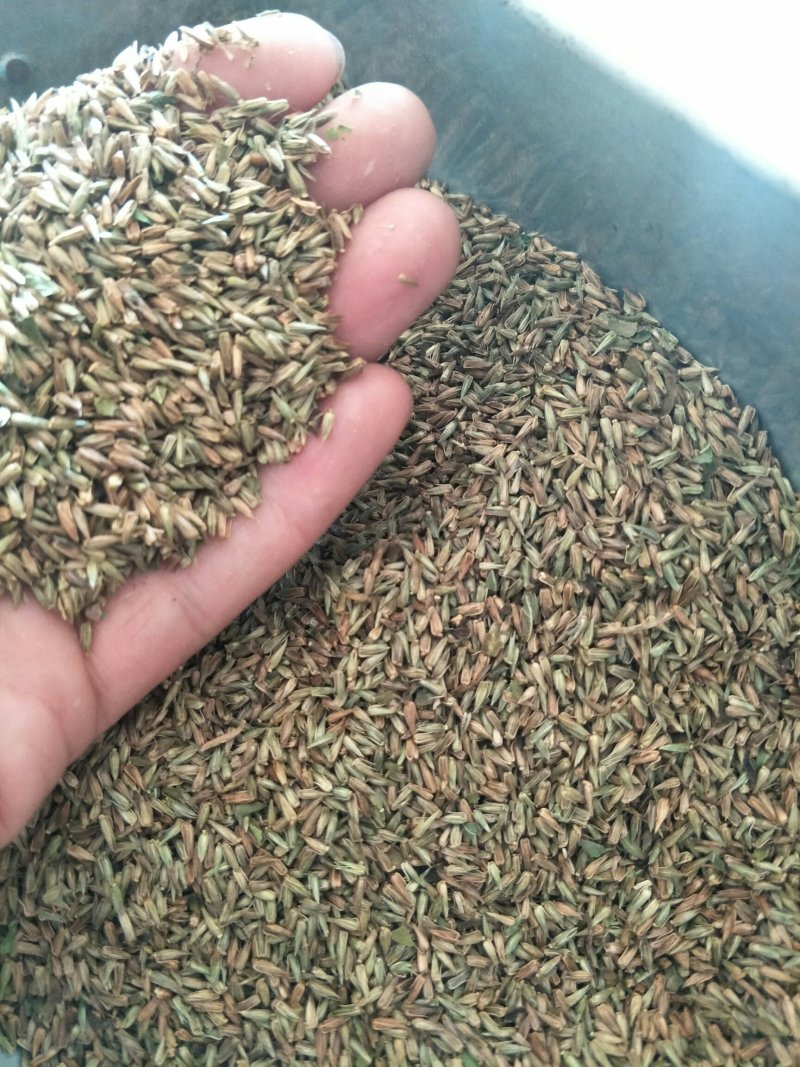 纯新牛膝籽牛膝种子无尘无杂好芽率