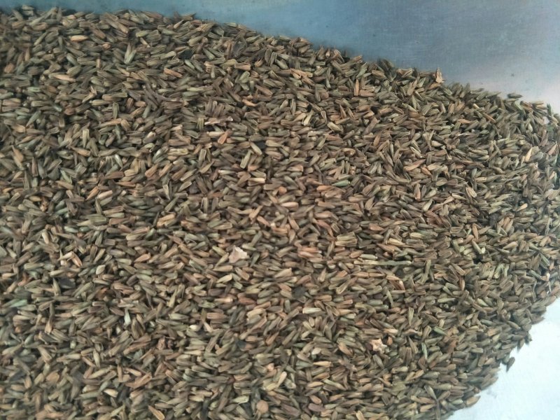 纯新牛膝籽牛膝种子无尘无杂好芽率