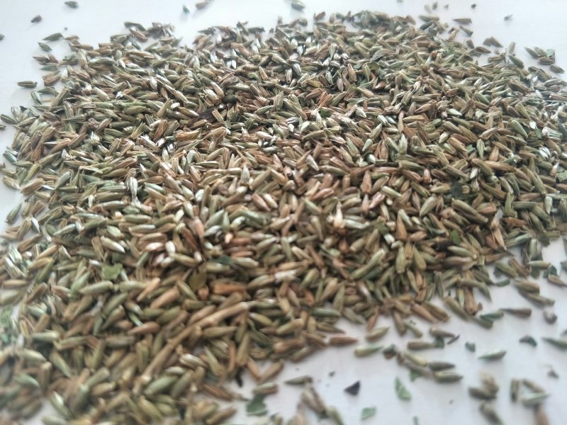纯新牛膝籽牛膝种子无尘无杂好芽率