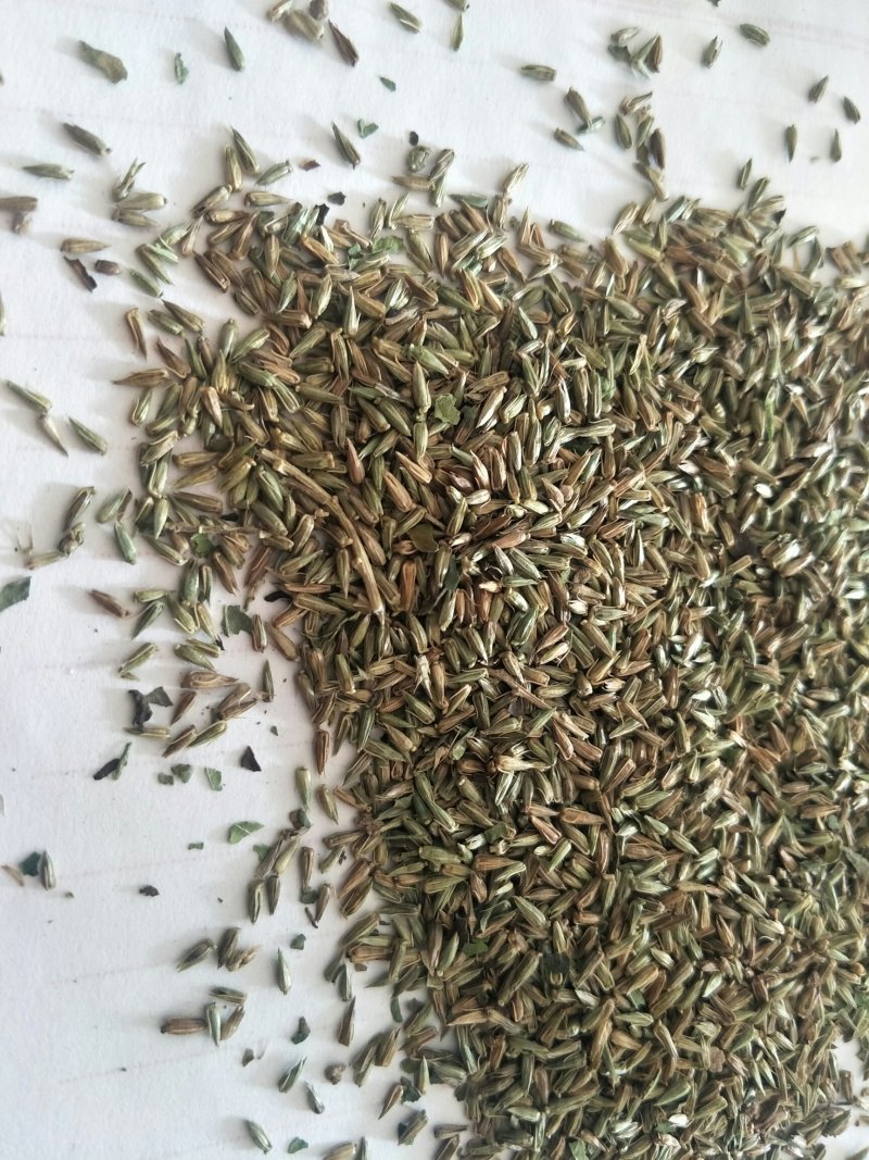 纯新牛膝籽牛膝种子无尘无杂好芽率