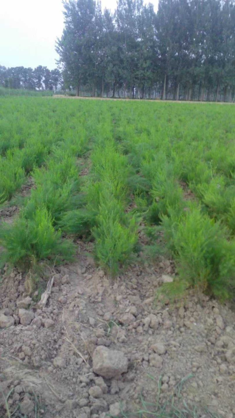 芦笋苗芦笋根白芦笋青芦笋基地直发，全程技术指导一件代发