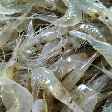 速冻虾仁