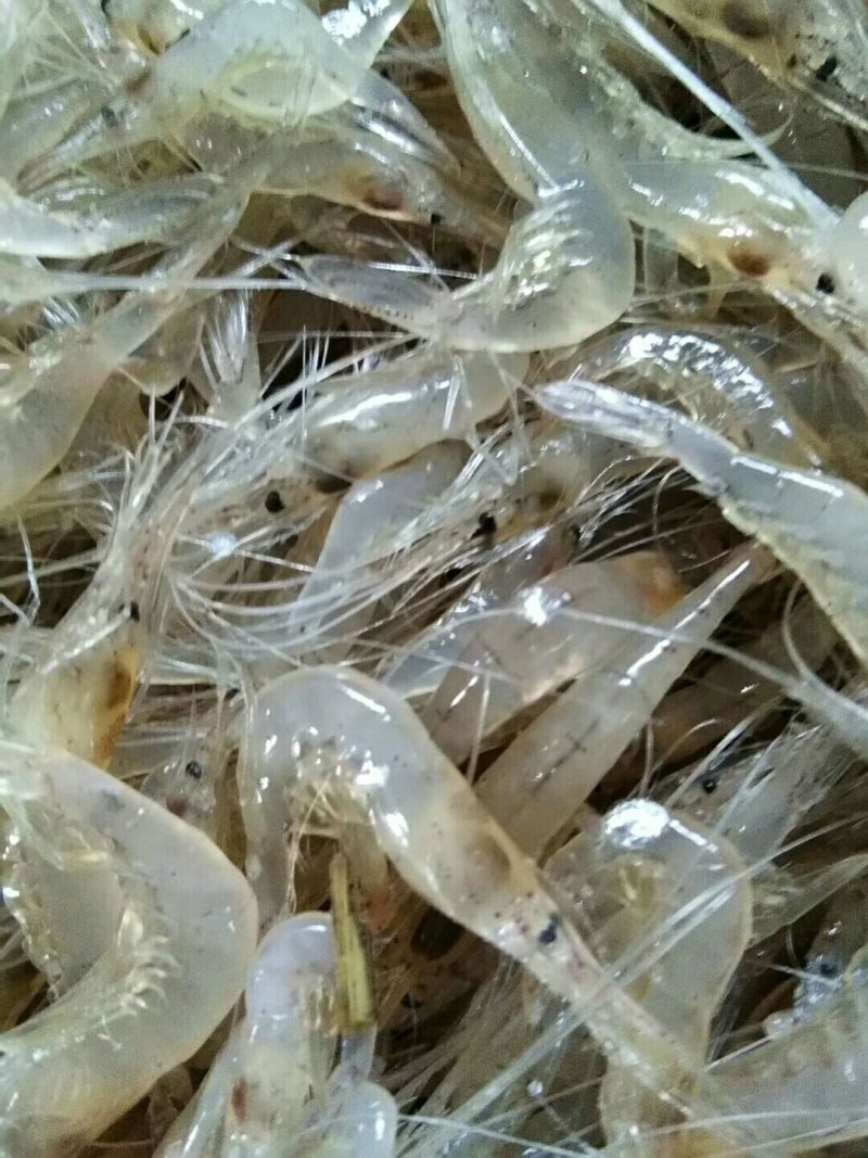 速冻虾仁