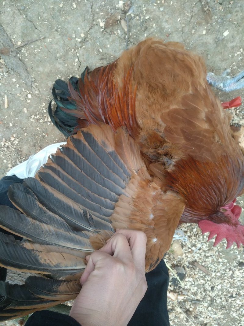 秀钟土鸡，土鸡蛋属于剑门关土鸡支系天然放养吃粮食喝山