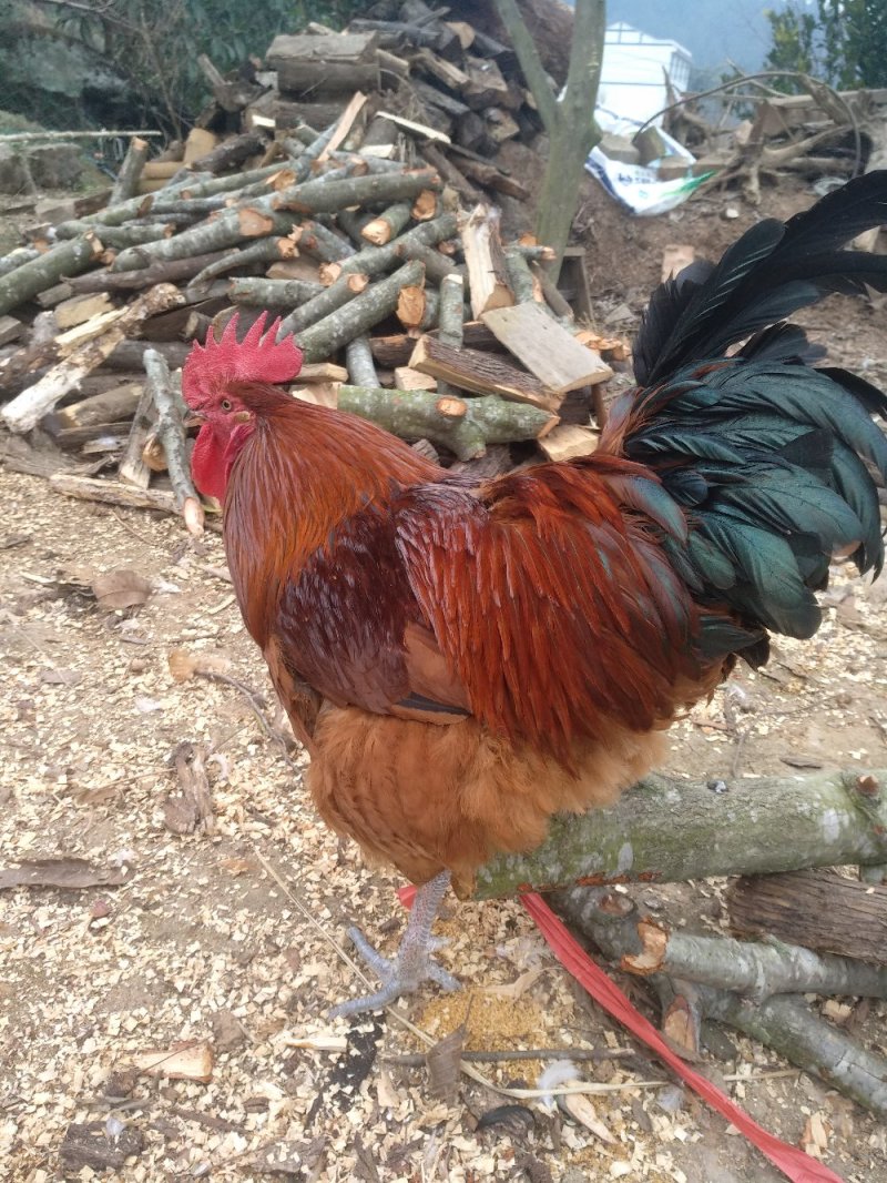 秀钟土鸡，土鸡蛋属于剑门关土鸡支系天然放养吃粮食喝山