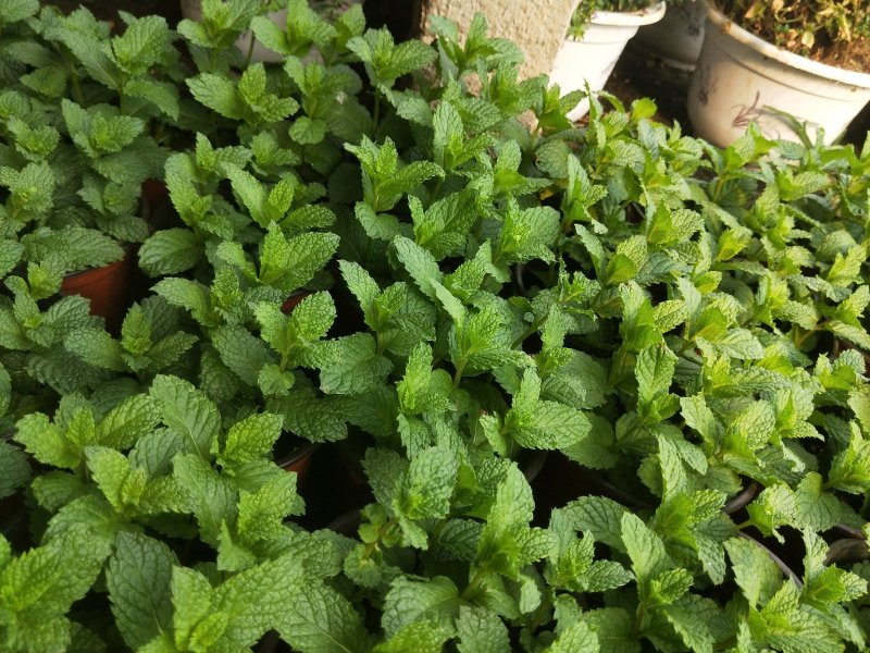 【薄荷】薄荷盆栽质量高度可控平台标准自家基地