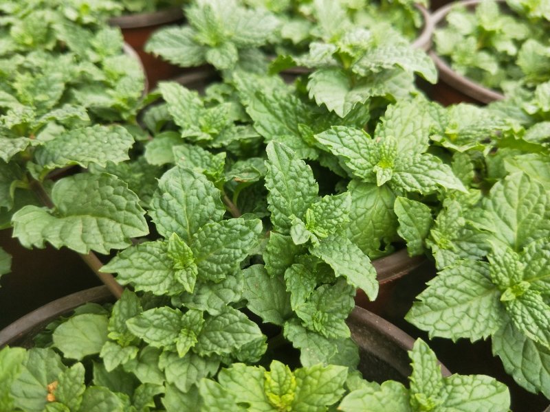 【薄荷】薄荷盆栽质量高度可控平台标准自家基地