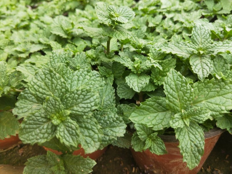 【薄荷】薄荷盆栽质量高度可控平台标准自家基地