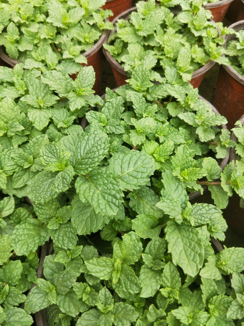 【薄荷】薄荷盆栽质量高度可控平台标准自家基地