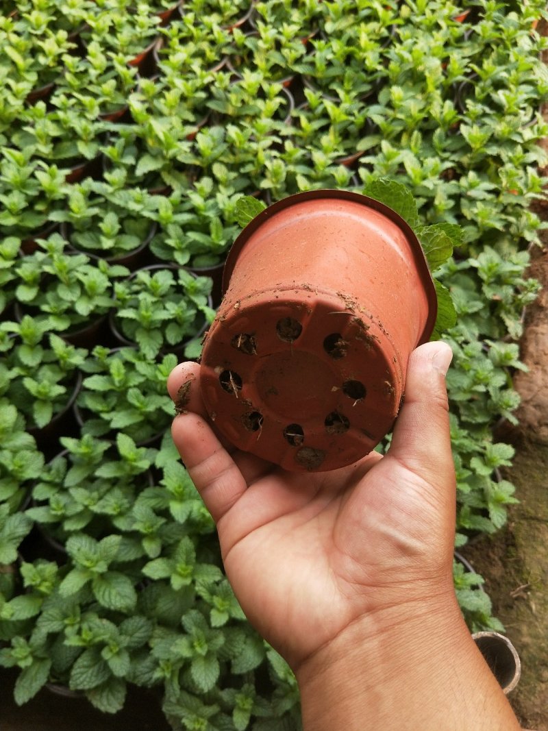 【薄荷】薄荷盆栽质量高度可控平台标准自家基地