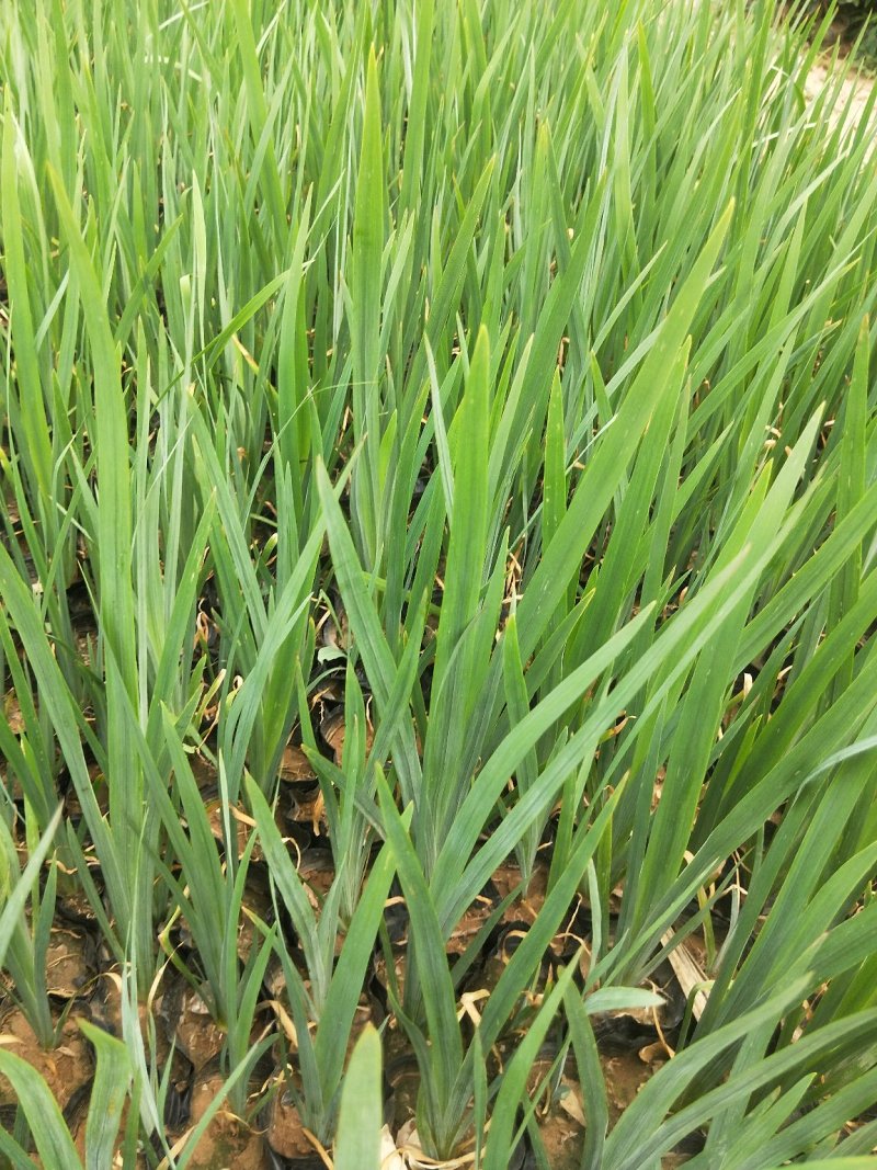 水生鸢尾鸢尾大量有货基地直发支持实地看货