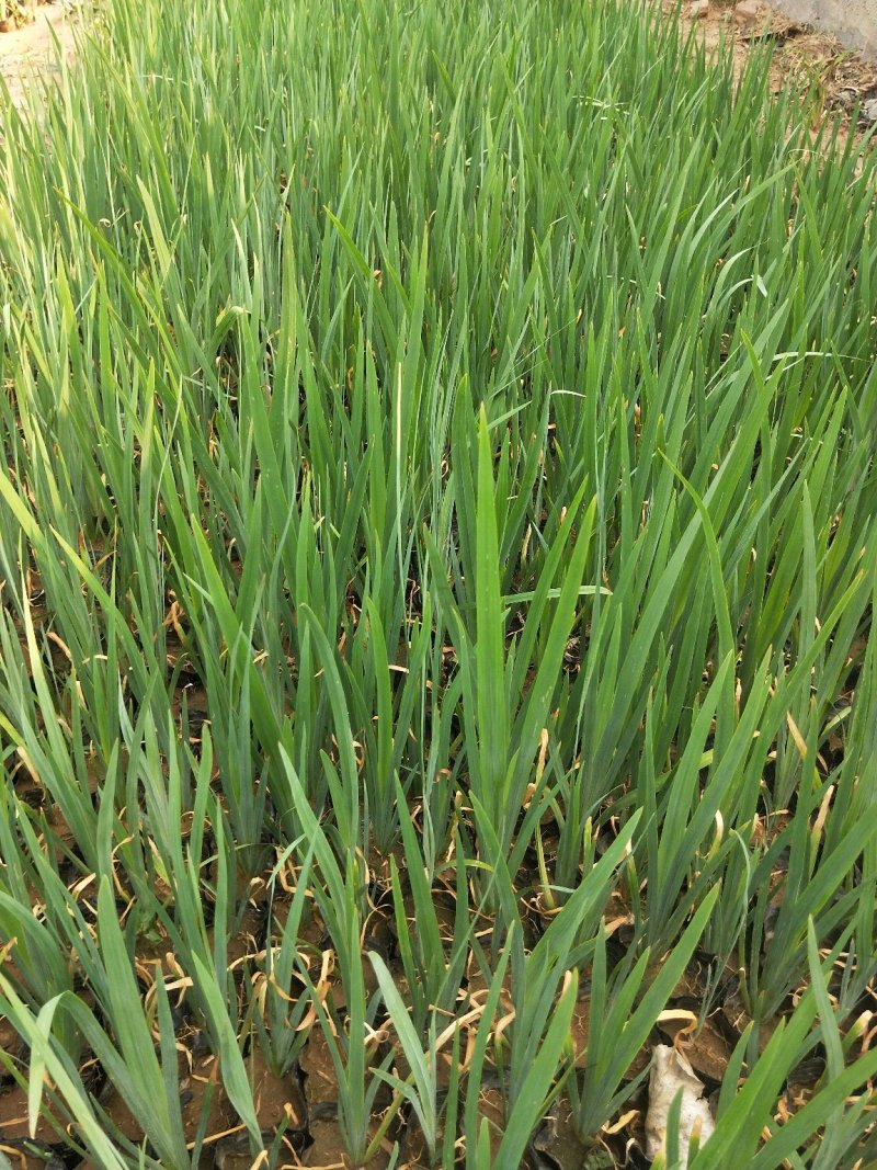 水生鸢尾鸢尾大量有货基地直发支持实地看货