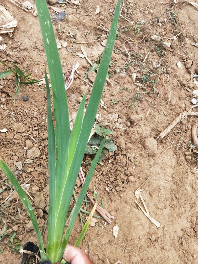 水生鸢尾鸢尾大量有货基地直发支持实地看货