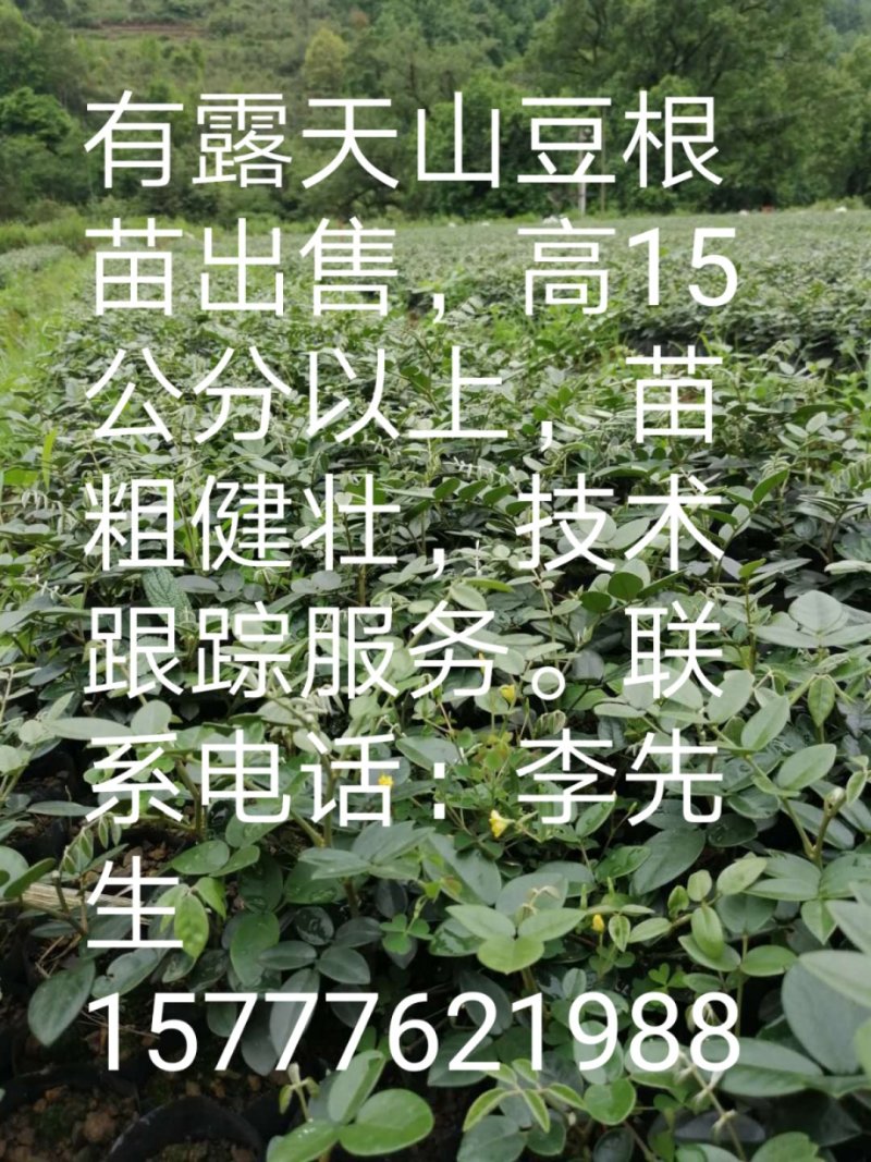 露天山豆根苗