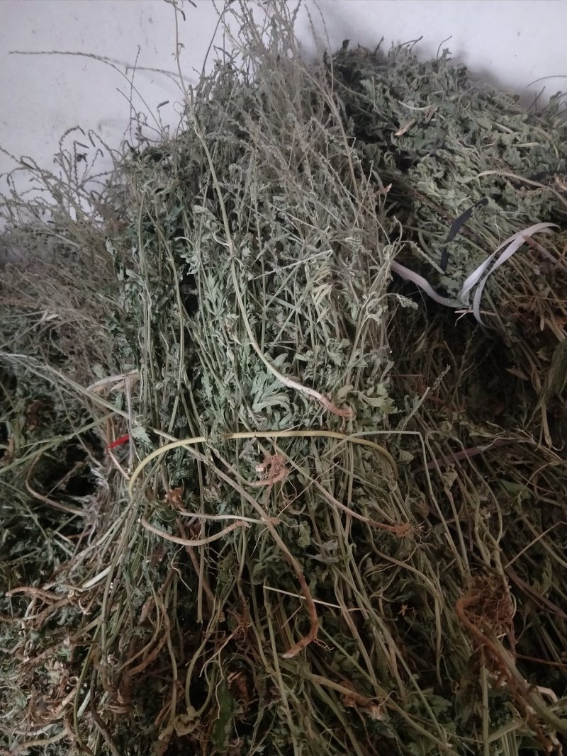 马鞭草