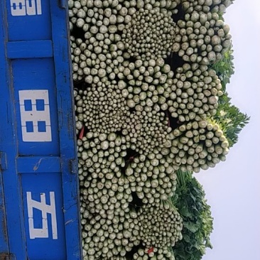 芹菜