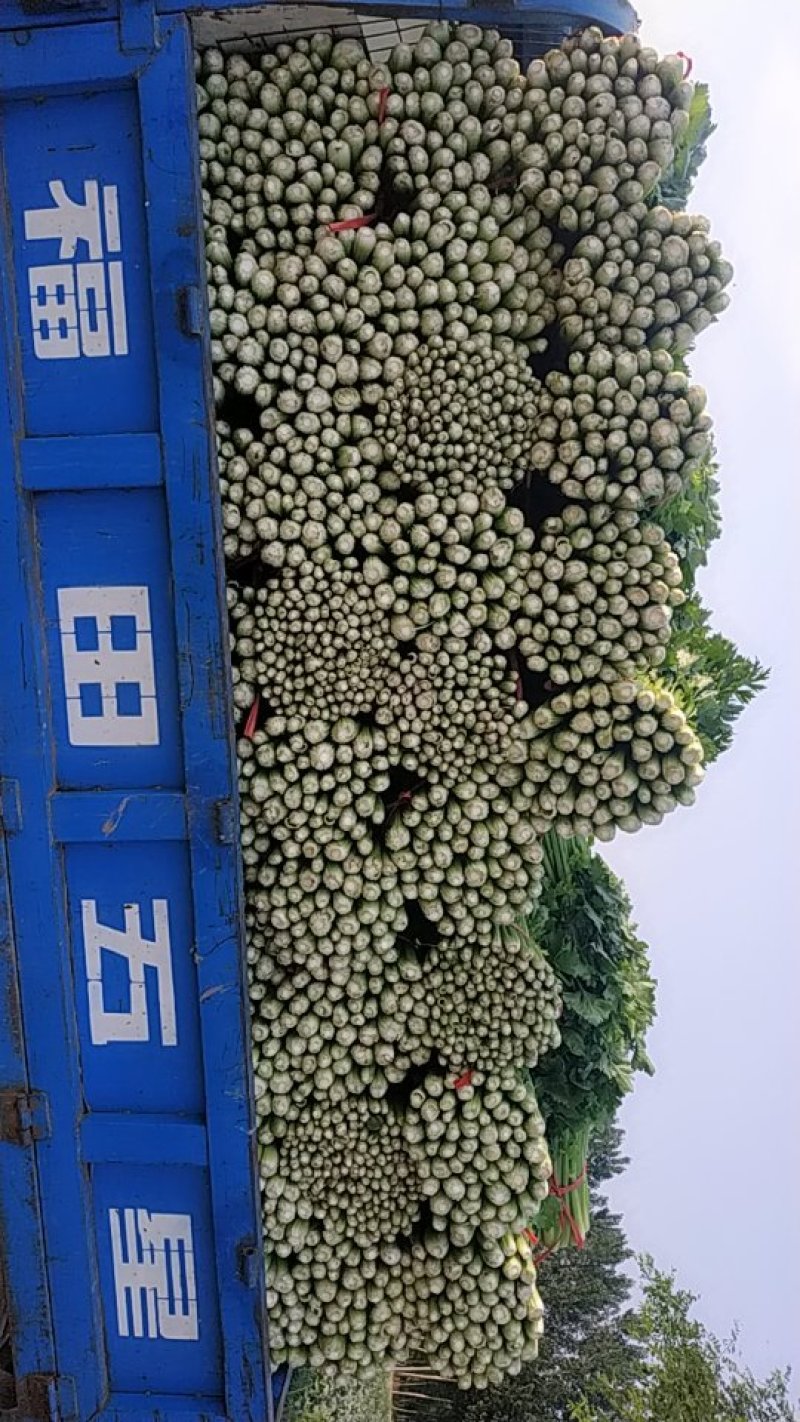 芹菜