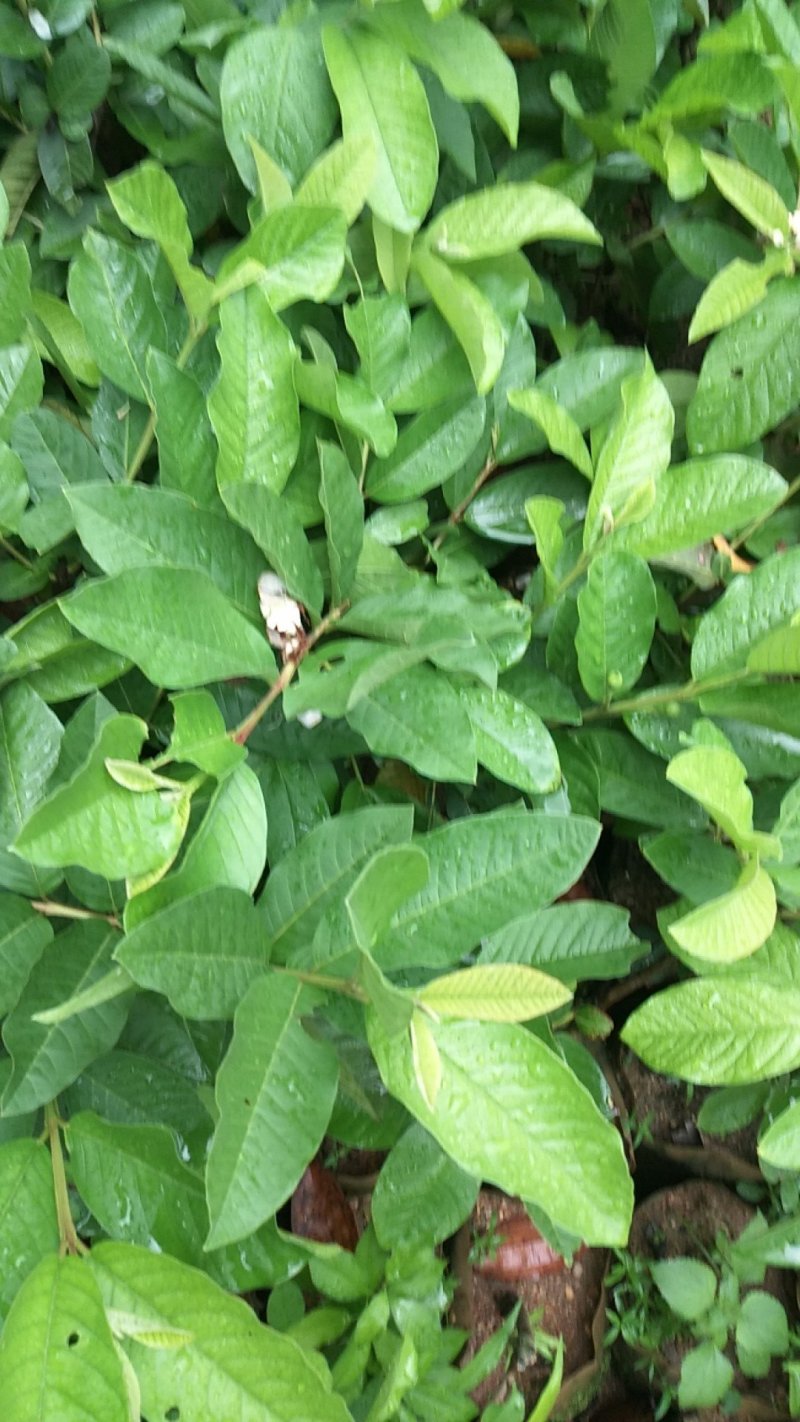 珍珠，西瓜巴乐，红宝石番石榴苗