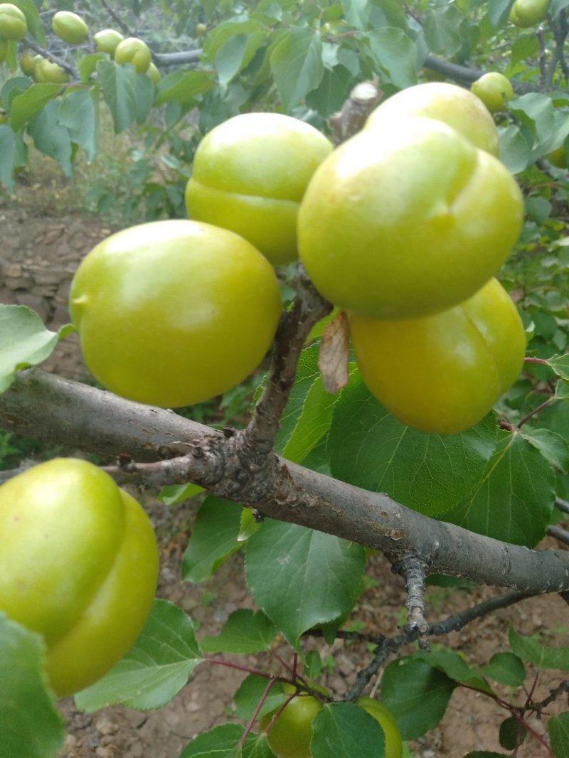 珍珠油杏