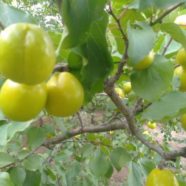 珍珠油杏